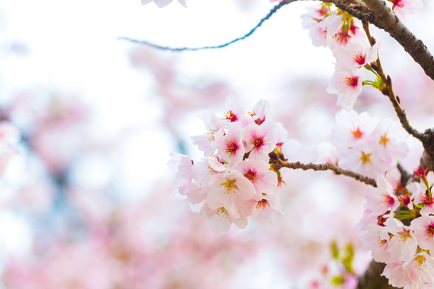 Flor de cerezo rosa en brance de árbol de cerca, Sakura flor
 - Foto, Imagen