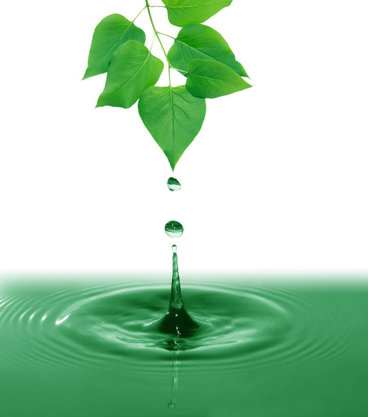 πράσινα φύλλα πάνω από το νερό - Φωτογραφία, εικόνα