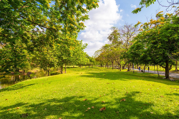 Paysage vert herbe de parc de la ville avec arbre
 - Photo, image