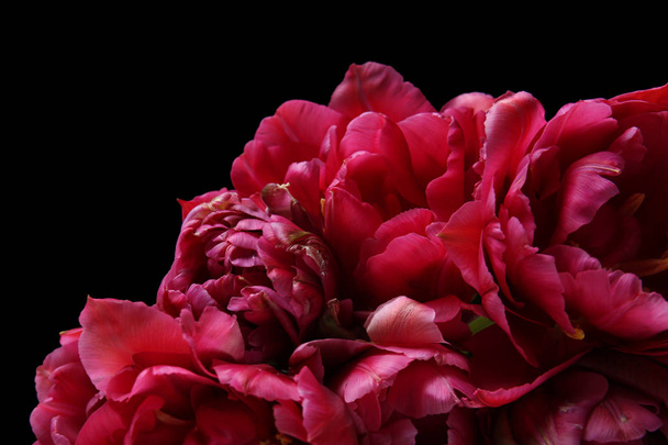 Beautiful tulip flowers  - Zdjęcie, obraz