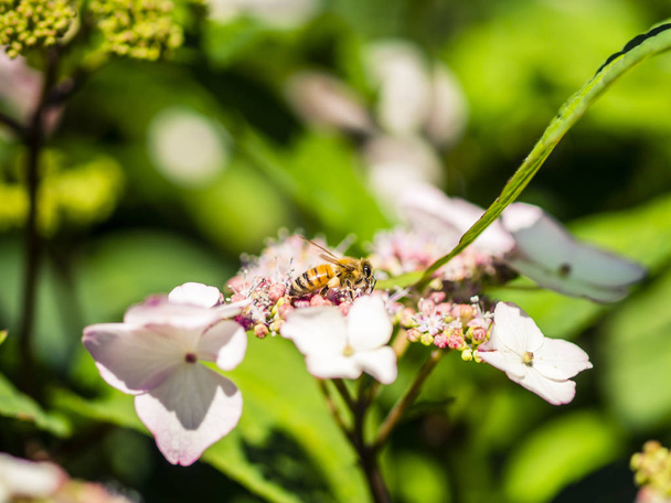 Alimentação de abelhas, voando e picando em flores em um parque, ao ar livre
 - Foto, Imagem