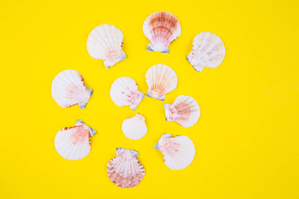 Sea scallop shells in spiral form on yellow background with nega - Foto, Imagen