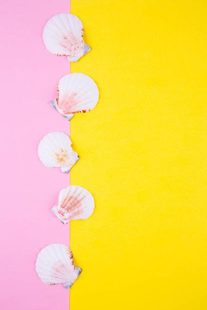 Sea scallop shells on colored backgrounds with negative space, t - Photo, Image