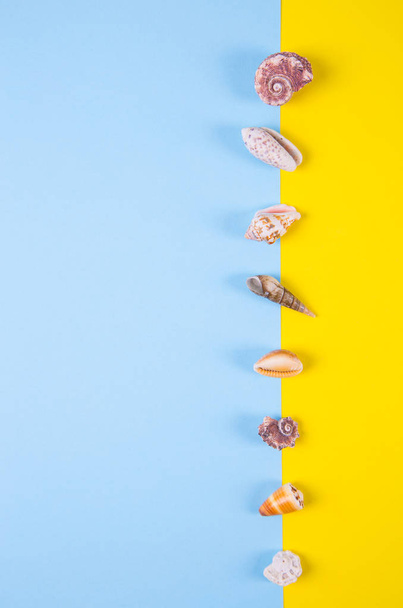 Sea shells on colored backgrounds with negative space, top view - Foto, Imagen