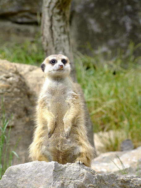 Meerkat - Foto, afbeelding