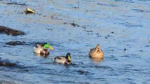 Dzikie kaczki na brzegu - Materiał filmowy, wideo