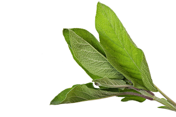 Sage isolated on white background, spices - Photo, Image