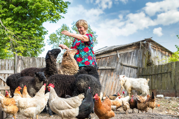 Mujer en su granja de ovejas, animales y naturaleza
 - Foto, Imagen