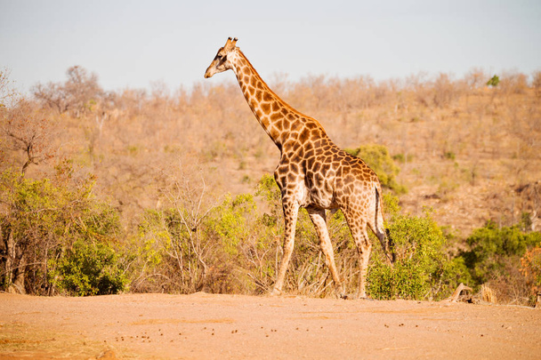w RPA rezerwat przyrody i żyrafa - Zdjęcie, obraz