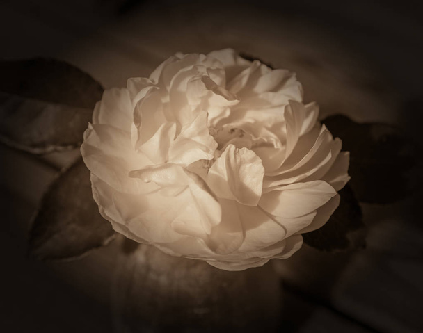 Старая английская роза, стиль ретро
 - Фото, изображение