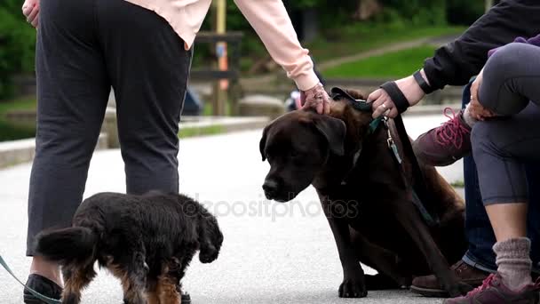 Movimiento lento de un grupo de personas con perros descansando en el parque
 - Metraje, vídeo