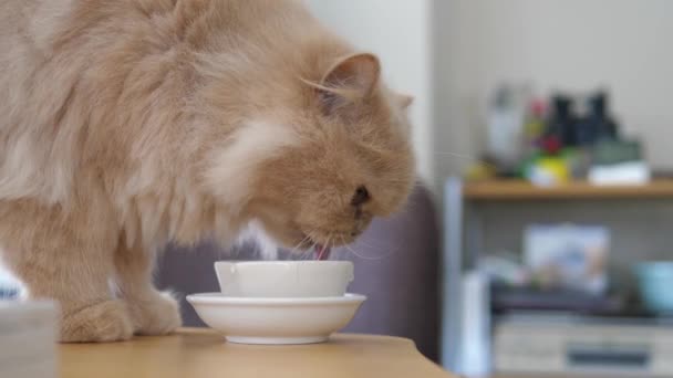 Chiudi l'acqua potabile del gatto persiano sul tavolo
  - Filmati, video