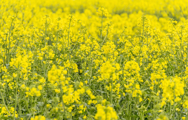 field of rapeseed close seup
 - Фото, изображение