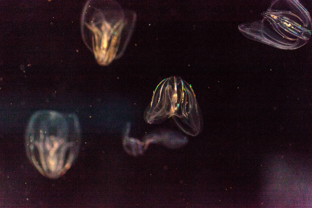 Kammahyytelö Phylum Ctenophoralla ei ole pistäviä soluja
 - Valokuva, kuva