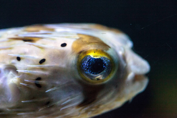 Spiny porcupinefish Diodon holocanthus has eyes that sparkle wit - Photo, Image