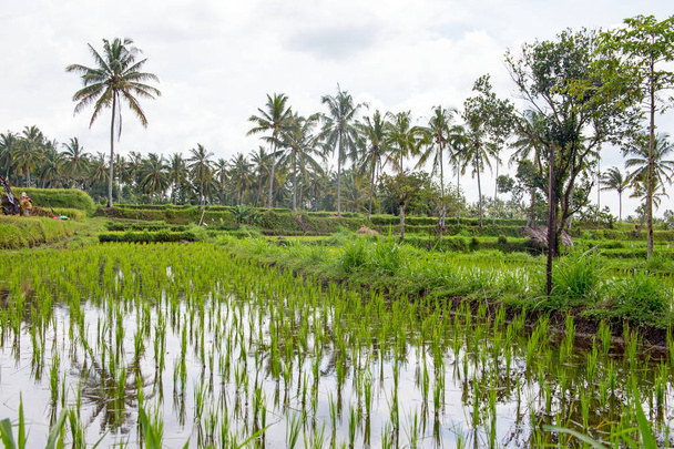 Рисові поля, Senaru, Ломбок, Індонезія, Південно-Східної Азії, Азії - Фото, зображення