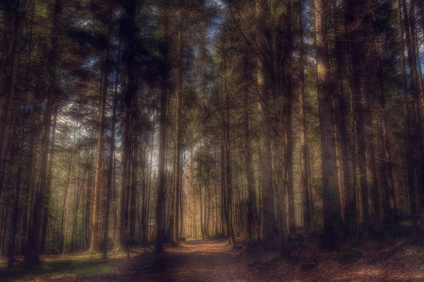 Вид на лес мистическим светом
 - Фото, изображение