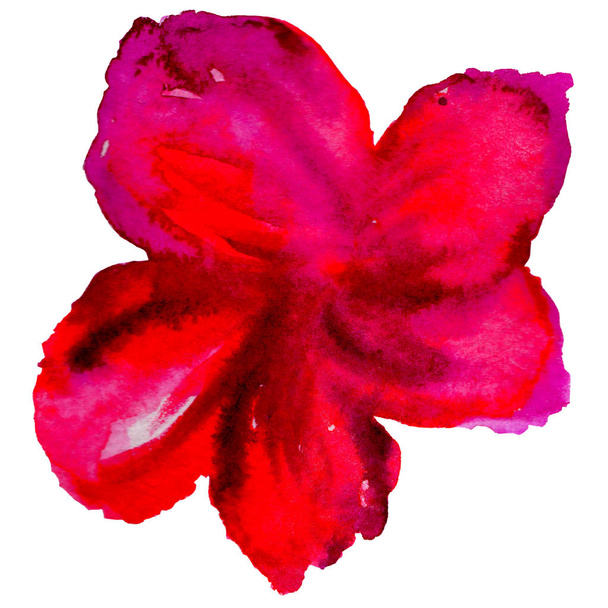 Wildflower tea rose flower in a watercolor style isolated. - Valokuva, kuva
