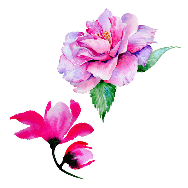 Fleurs sauvages thé rose fleur dans un style aquarelle isolé
. - Photo, image