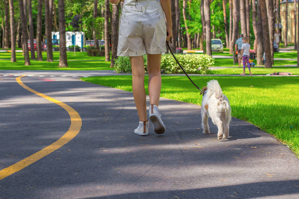 Jeune femme et Parson Russell Terrier chien marchant dans un parc
 - Photo, image
