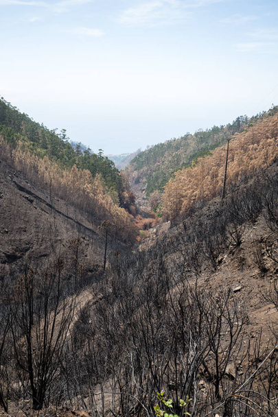 Bossen van de wereld erfgoed van Madeira vreselijk vernietigd door de branden in 2016. Aantal bomen hebben enorme wil van leven en deze ramp overleefd - Foto, afbeelding
