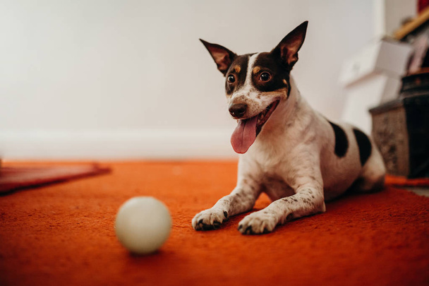 Кумедний винний підвал собака позує з м'ячем, і дивиться на камери
 - Фото, зображення