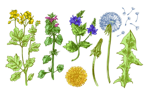 pattern with wildflowers - Vector, Imagen