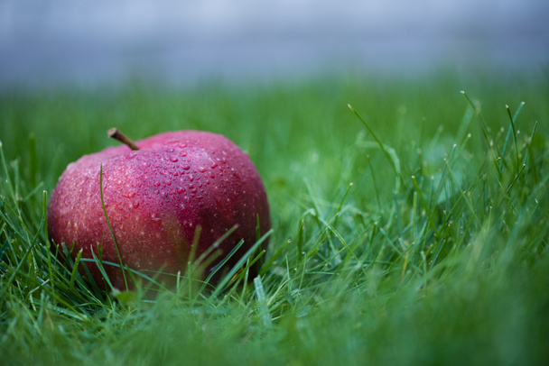 čerstvé natrhané červené jablko - Fotografie, Obrázek