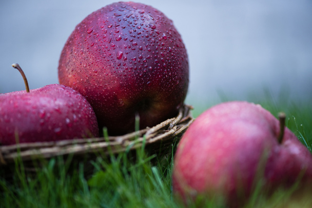 Taze olgun elmalar çimlerde  - Fotoğraf, Görsel