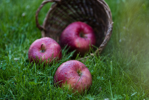 Manzanas frescas maduras en hierba  - Foto, Imagen