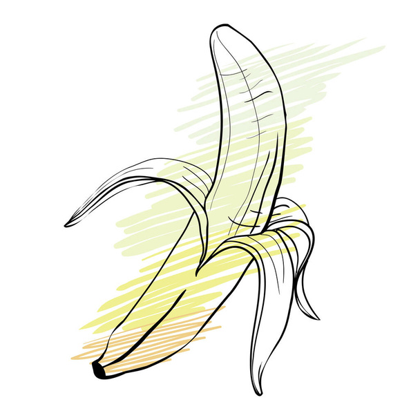 banana food, vector, illustration, - Διάνυσμα, εικόνα