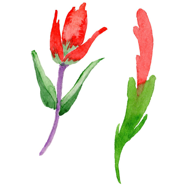Wildflower Indian Paintbrush bloem in een aquarel stijl geïsoleerd. - Foto, afbeelding
