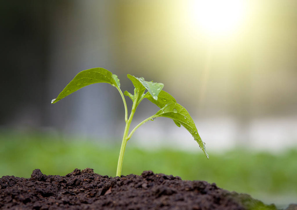 Sprout in soil - Photo, Image