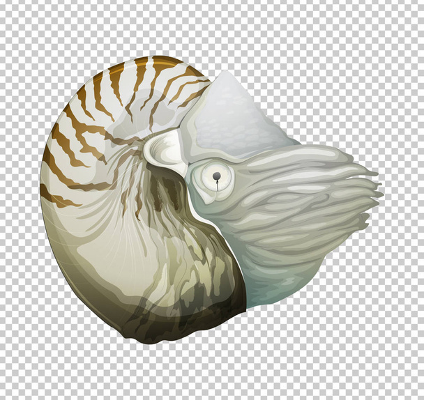 Nautilus mar em fundo transparente
 - Vetor, Imagem