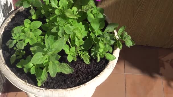 witte pot met prachtige groene planten - Video