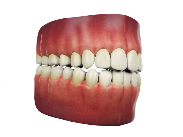 Zęby ludzki na białym tle na białym tle, renderowania 3d - Zdjęcie, obraz