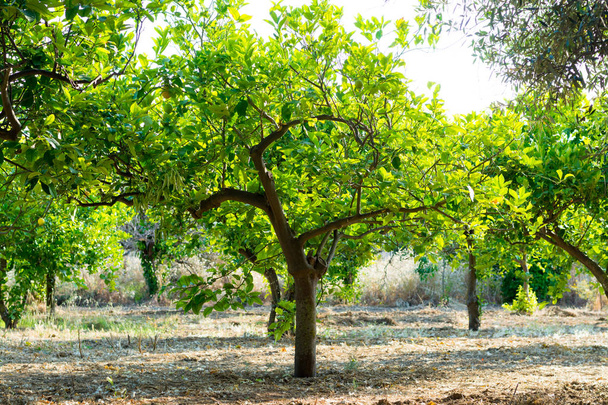 Agrumi con frutti ricchi di vitamina C limoni siciliani maturi gialli
  - Foto, immagini