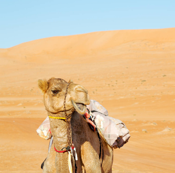 в Оман порожня чверть пустелі безкоштовний драматичний поблизу неба
 - Фото, зображення