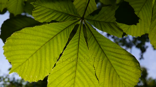 Leaf chestnut tree thoroughly illuminated by the sun. Video footage hd shooting in spring of static camera. Castanea. - Footage, Video