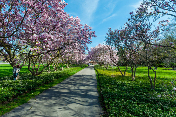 Magnolia Puut toukokuussa, Niagara Falls
 - Valokuva, kuva