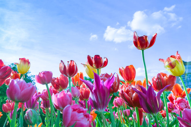 Red, purple and yellow tulips against blue sky and flare sunligh - Photo, Image