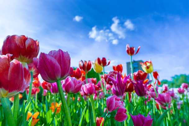 Tulipes rouges, violettes et jaunes contre le ciel bleu
 - Photo, image