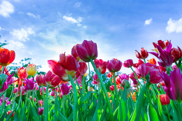 Tulipanes rojos, morados y amarillos contra el cielo azul
 - Foto, Imagen