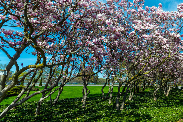 Magnolia Puut toukokuussa, Niagara Falls
 - Valokuva, kuva