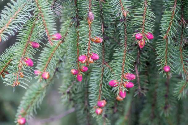 Flowering cones on a Norway spruce - Photo, Image