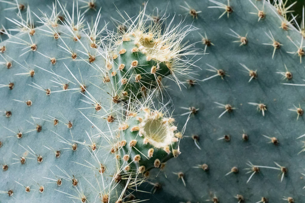 Closeup view of cactus spines - Foto, Imagen