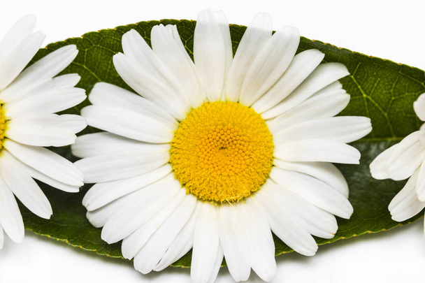 Květy heřmánku nebo heřmánkem izolovaných na bílém pozadí - Fotografie, Obrázek