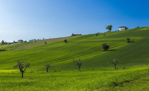 Mediterrán olívaolaj mező a régi olajfa, Abruzzo, Olaszország. - Fotó, kép