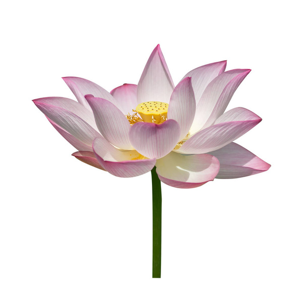 Lotus auf isoliertem weißem Hintergrund. - Foto, Bild