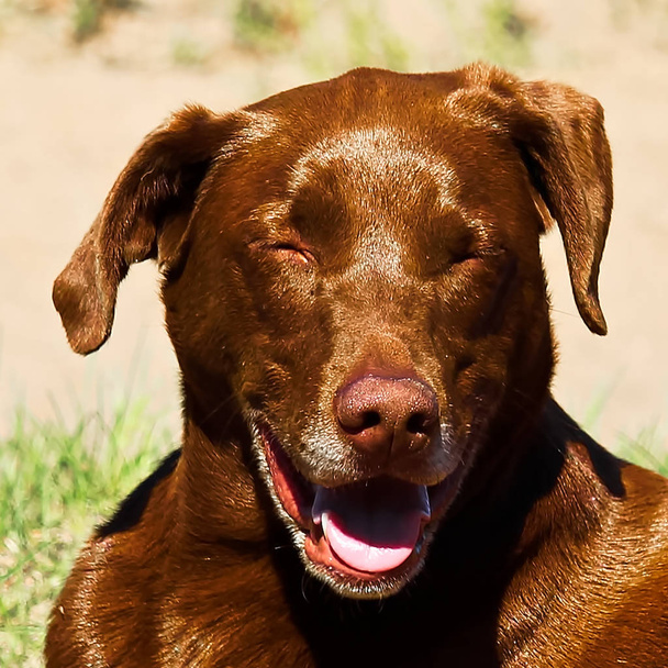 Gros plan d'un chien riant si fort que ses yeux sont fermés
 - Photo, image